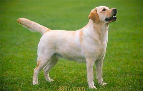 三种世界有名的军犬 第二种是我国自主培育的犬种(图3)