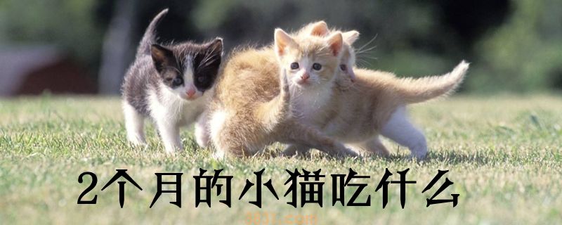 2个月的小猫吃什么(图1)