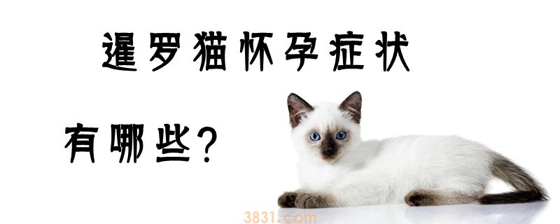 暹罗猫怀孕症状有哪些(图1)