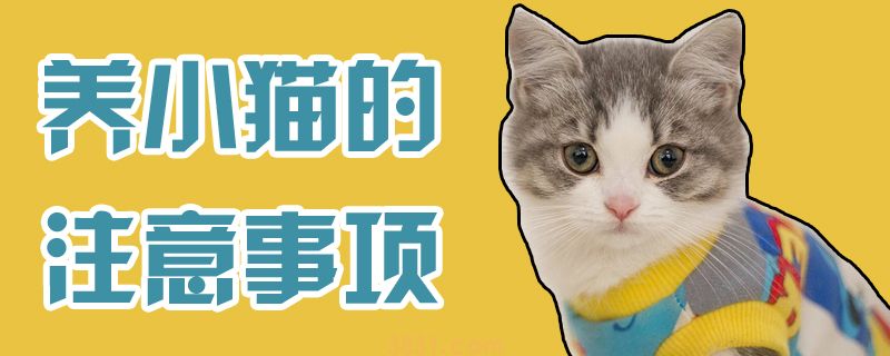 养小猫的注意事项(图1)