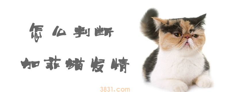 怎么判断加菲猫发情(图1)