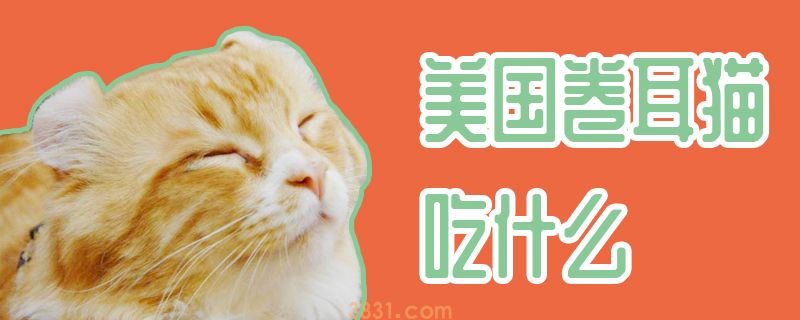 美国卷耳猫吃什么(图1)
