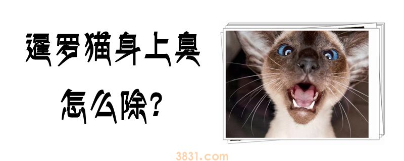 暹罗猫身上臭怎么除(图1)