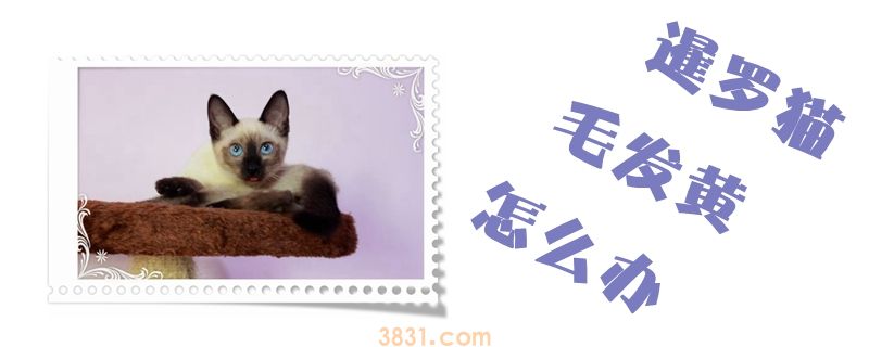 暹罗猫毛发黄怎么办(图1)