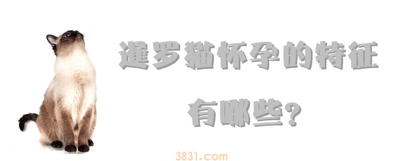 暹罗猫怀孕的特征有哪些(图1)