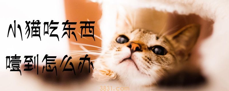 小猫吃东西噎到怎么办(图1)