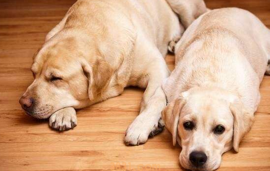 拉布拉多属于禁养犬吗 你还不知道吗(图1)