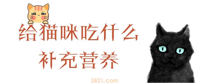 给猫咪吃什么补充营养(图1)