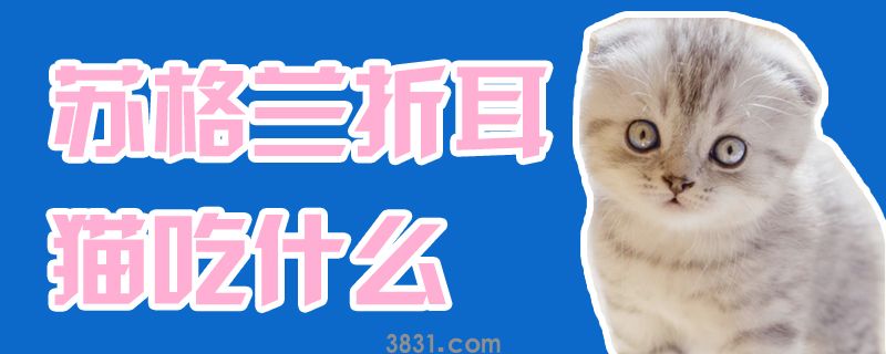 苏格兰折耳猫吃什么(图1)