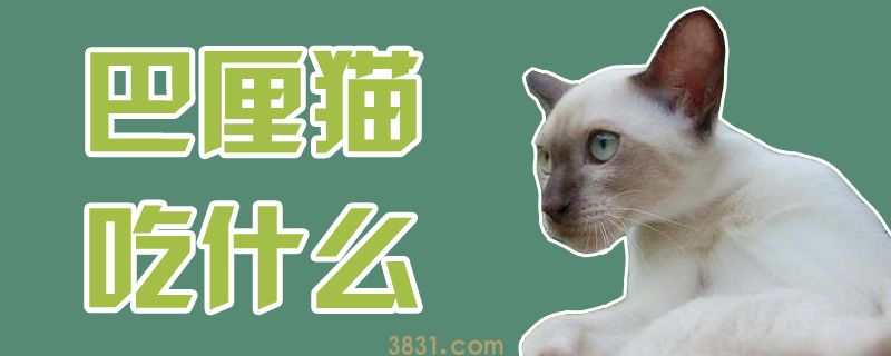 巴厘猫吃什么(图1)