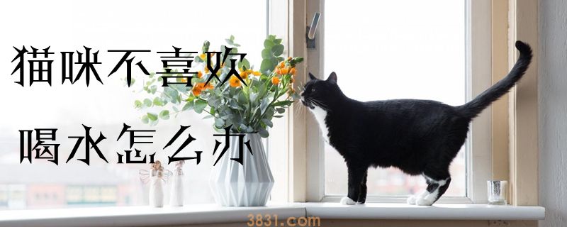猫咪不喜欢喝水怎么办(图1)