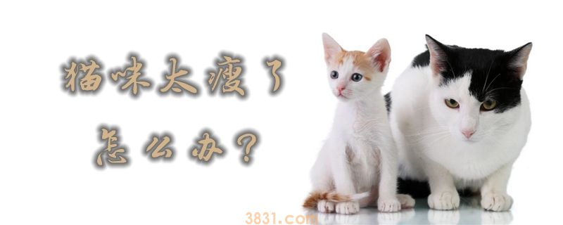 猫咪太瘦了怎么办(图1)