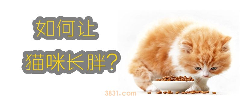 如何让猫咪长胖(图1)
