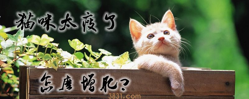 猫咪太瘦了怎么增肥(图1)