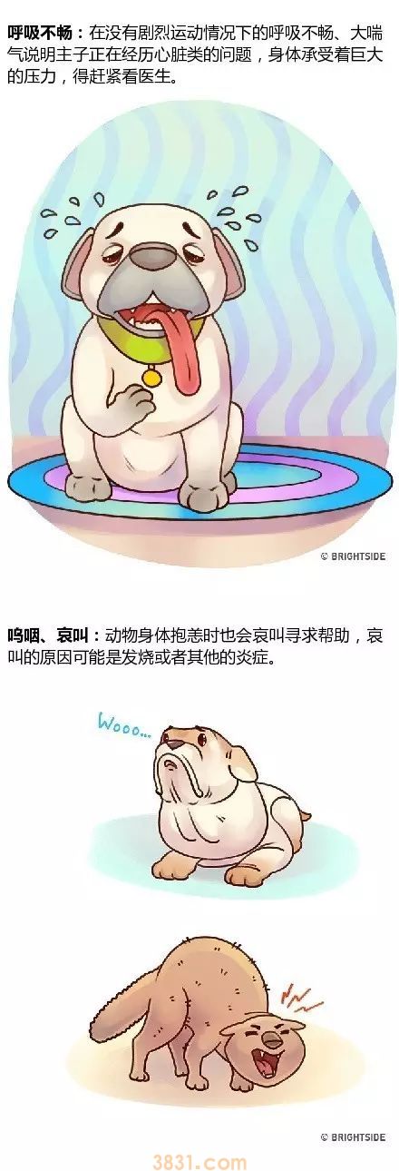 家里宠物生病的14种症状!(内附生动图片)(图2)