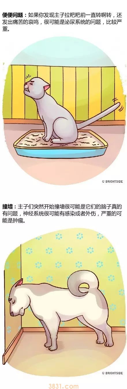 家里宠物生病的14种症状!(内附生动图片)(图3)
