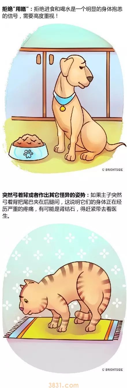 家里宠物生病的14种症状!(内附生动图片)(图5)