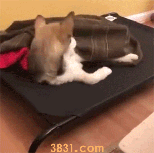 哈士奇怕冷吗 说好的最耐寒的犬种呢(图1)