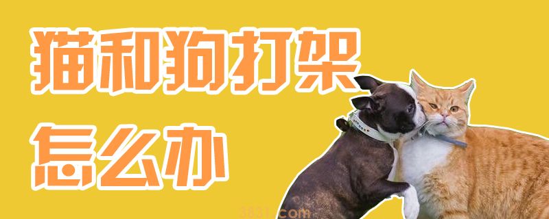 猫和狗打架怎么办(图1)