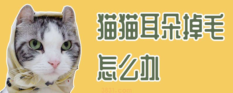 猫猫耳朵掉毛怎么办(图1)