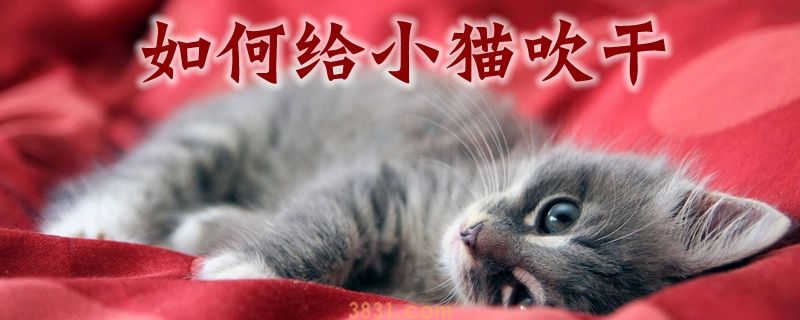 如何给小猫吹干(图1)