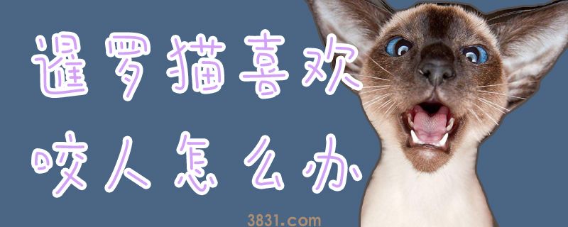 暹罗猫喜欢咬人怎么办(图1)