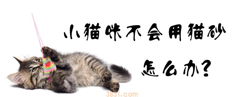 小猫咪不会用猫砂怎么办(图1)
