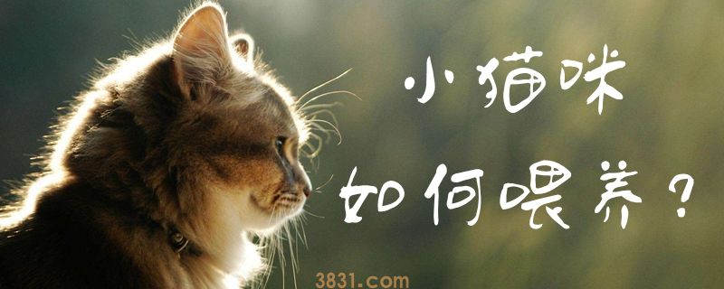 小猫咪如何喂养(图1)
