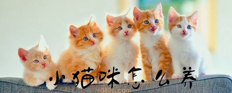 小猫咪怎么养(图1)