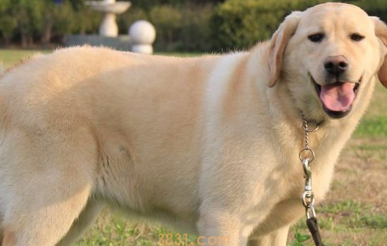 拉布拉多是猎犬吗 拉布拉多有宠物犬和猎犬之分吗(图1)