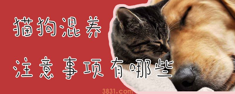 猫狗混养注意事项有哪些(图1)