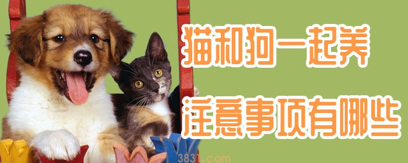 猫和狗一起养注意事项有哪些(图1)