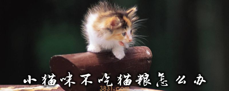 小猫咪不吃猫粮怎么办(图1)