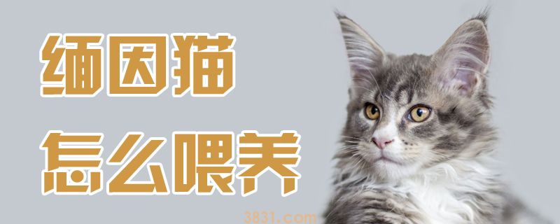 缅因猫怎么喂养(图1)