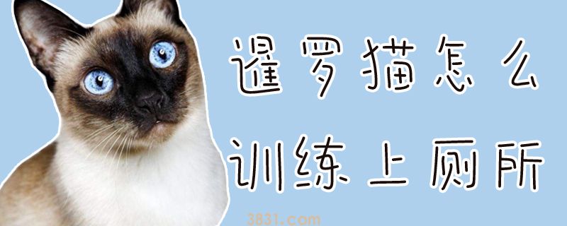 暹罗猫怎么训练上厕所(图1)