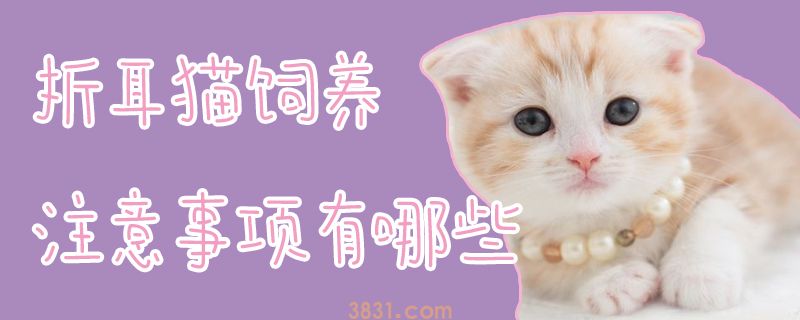 折耳猫饲养注意事项有哪些(图1)