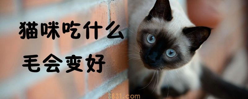 猫咪吃什么毛会变好(图1)