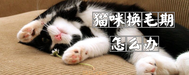 猫咪换毛期怎么办(图1)