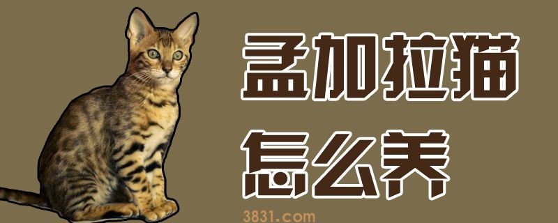 孟加拉猫怎么养(图1)