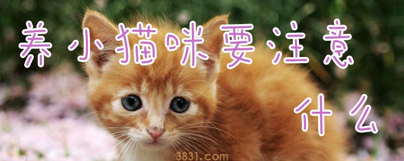 养小猫咪要注意什么(图1)