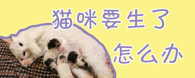 猫咪要生了怎么办(图1)