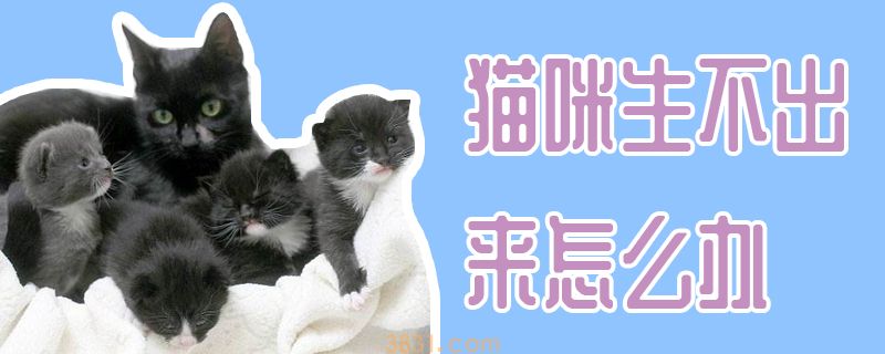 猫咪生不出来怎么办(图1)