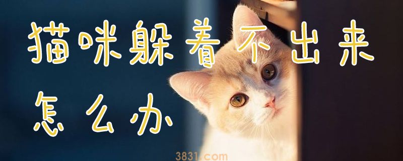 猫咪躲着不出来怎么办(图1)