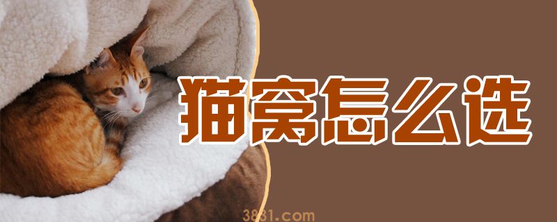 猫窝怎么选(图1)