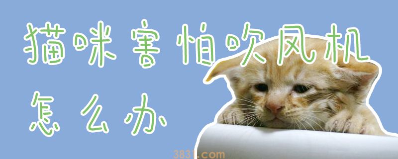 猫咪害怕吹风机怎么办(图1)