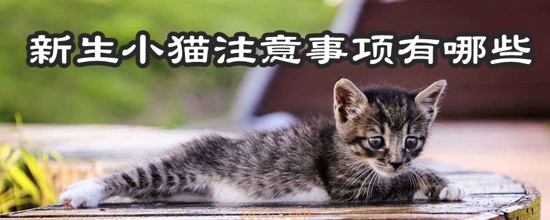 新生小猫注意事项有哪些(图1)