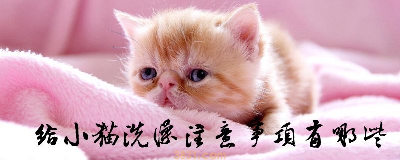 给小猫洗澡注意事项有哪些(图1)