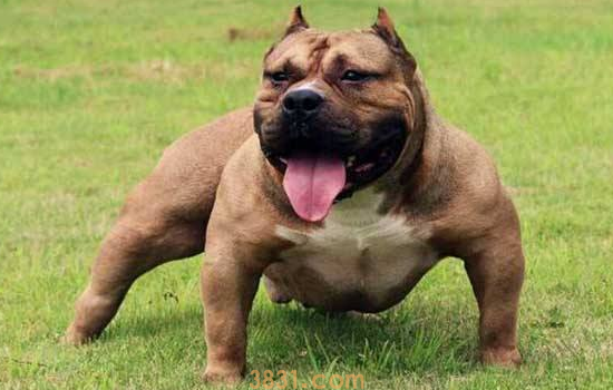 恶霸犬几个月成型 恶霸犬凶吗(图1)