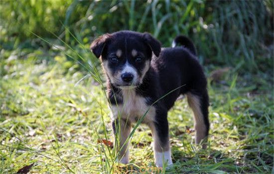 土狗有什么优点 中华田园犬不比品种狗差(图1)