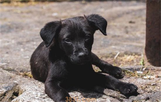 土狗有什么优点 中华田园犬不比品种狗差(图2)